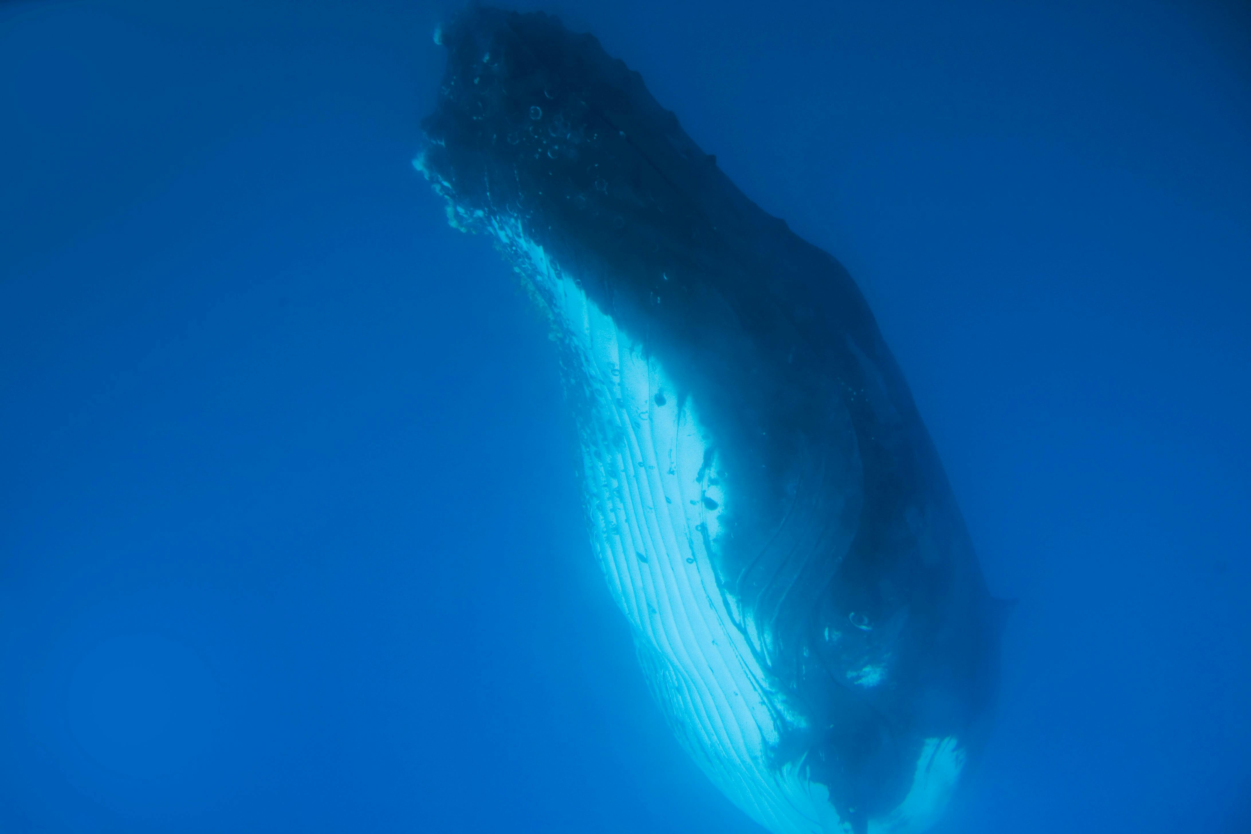 Humpback Whale Encounter through the  Underwater Windows