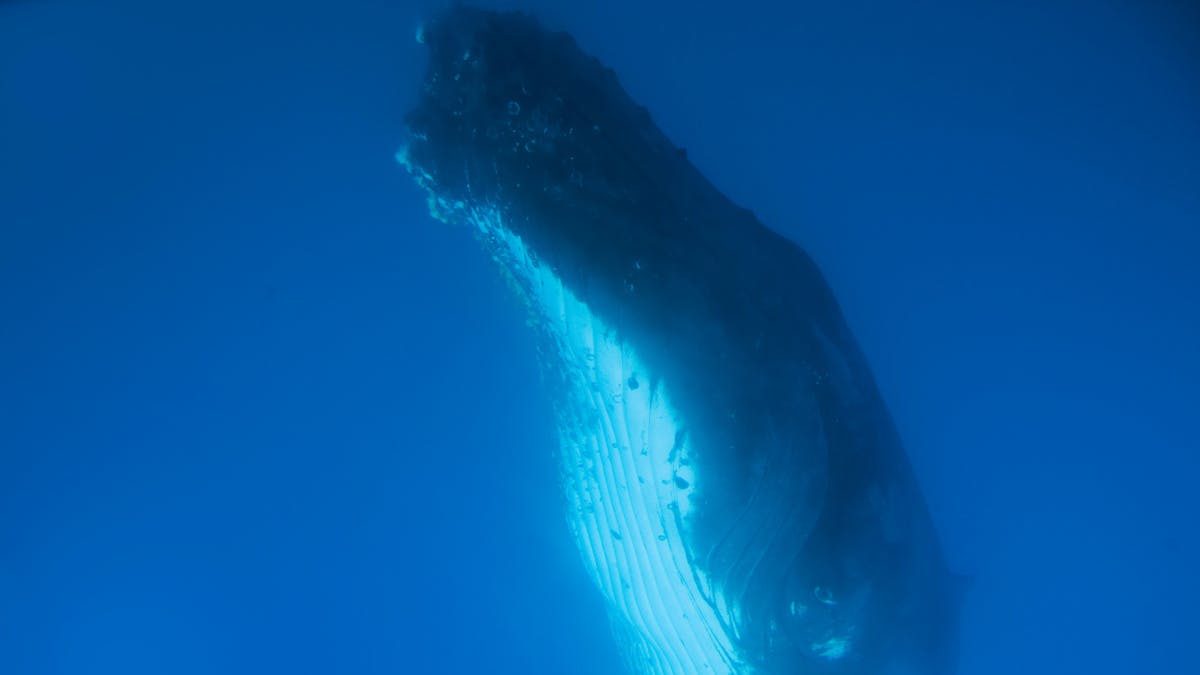 Humpback Whale Encounter through the  Underwater Windows