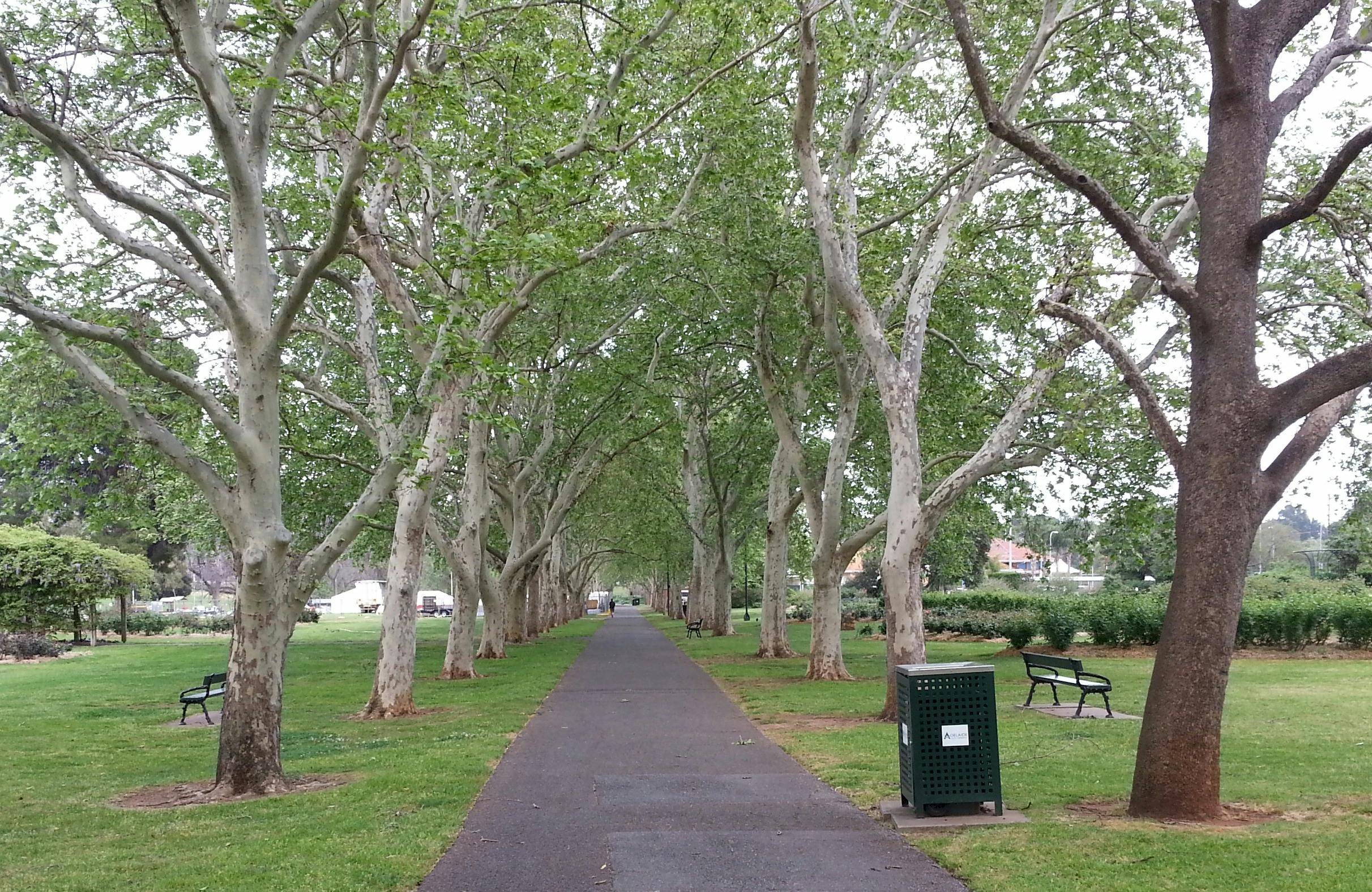 Rymill Park / Murlawirrapurka (Park 14)