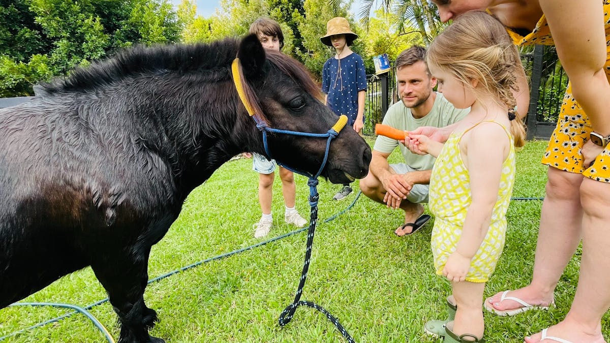 Equine Experiences at Brumbies Hollow Showing little girl feeding a pony a carrot with her family Equine Experiences at Brumbies Hollow Showing little girl feeding a pony a carrot with her family