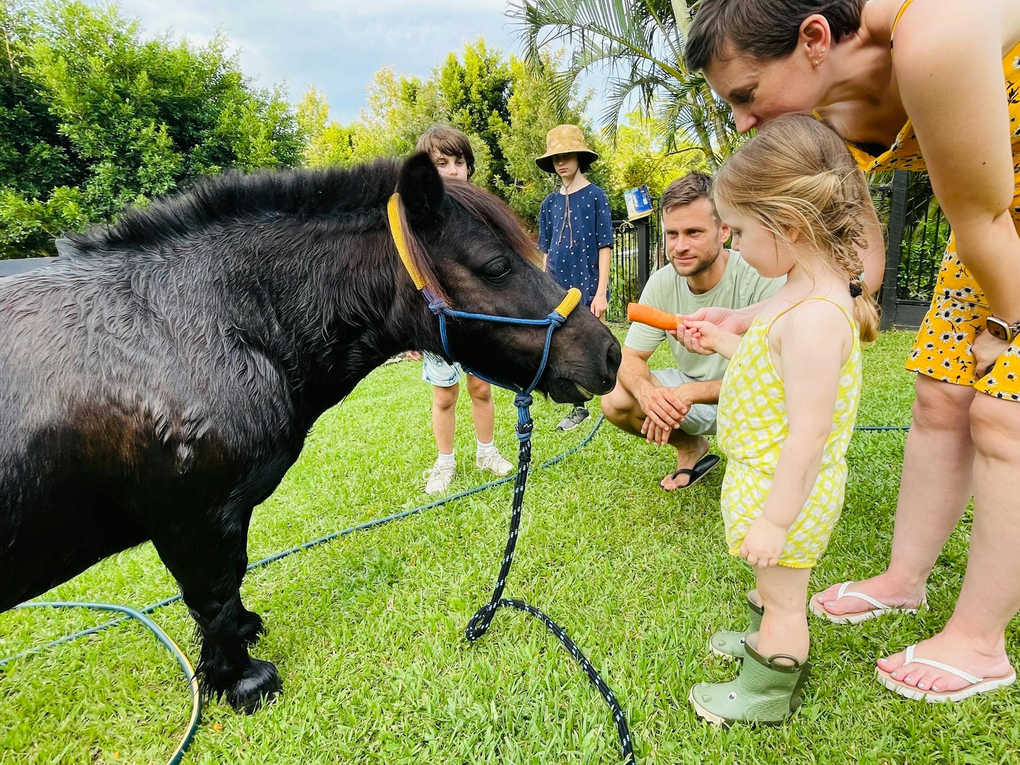 Equine Experiences at Brumbies Hollow Showing little girl feeding a pony a carrot with her family Equine Experiences at Brumbies Hollow Showing little girl feeding a pony a carrot with her family