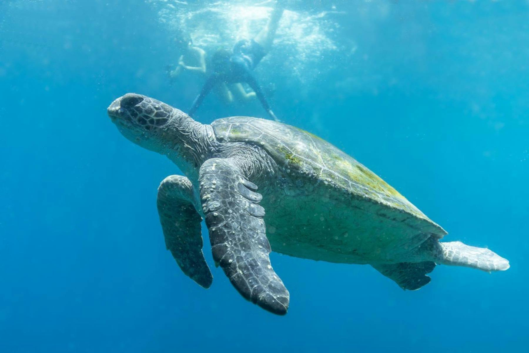 Julian Rocks Snorkel Tour NSW Holidays & Things to Do