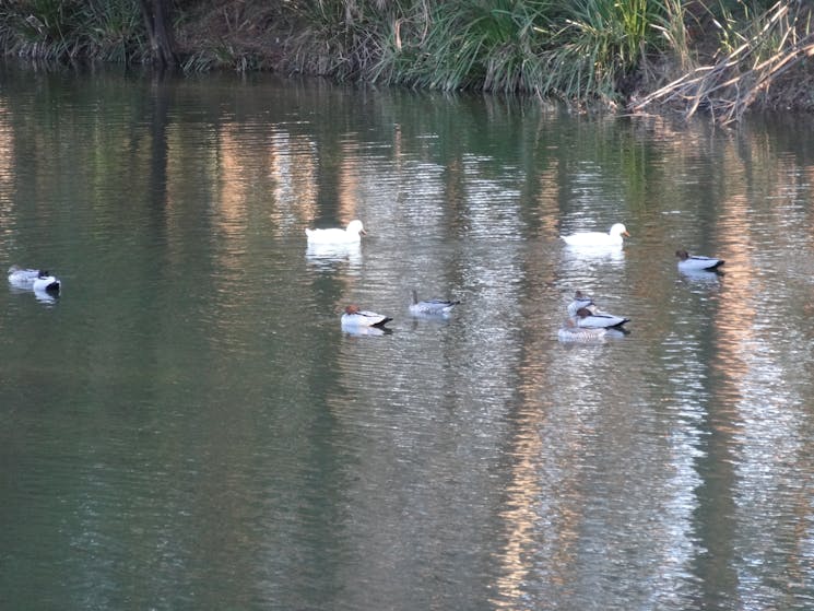 Ducks on the dam