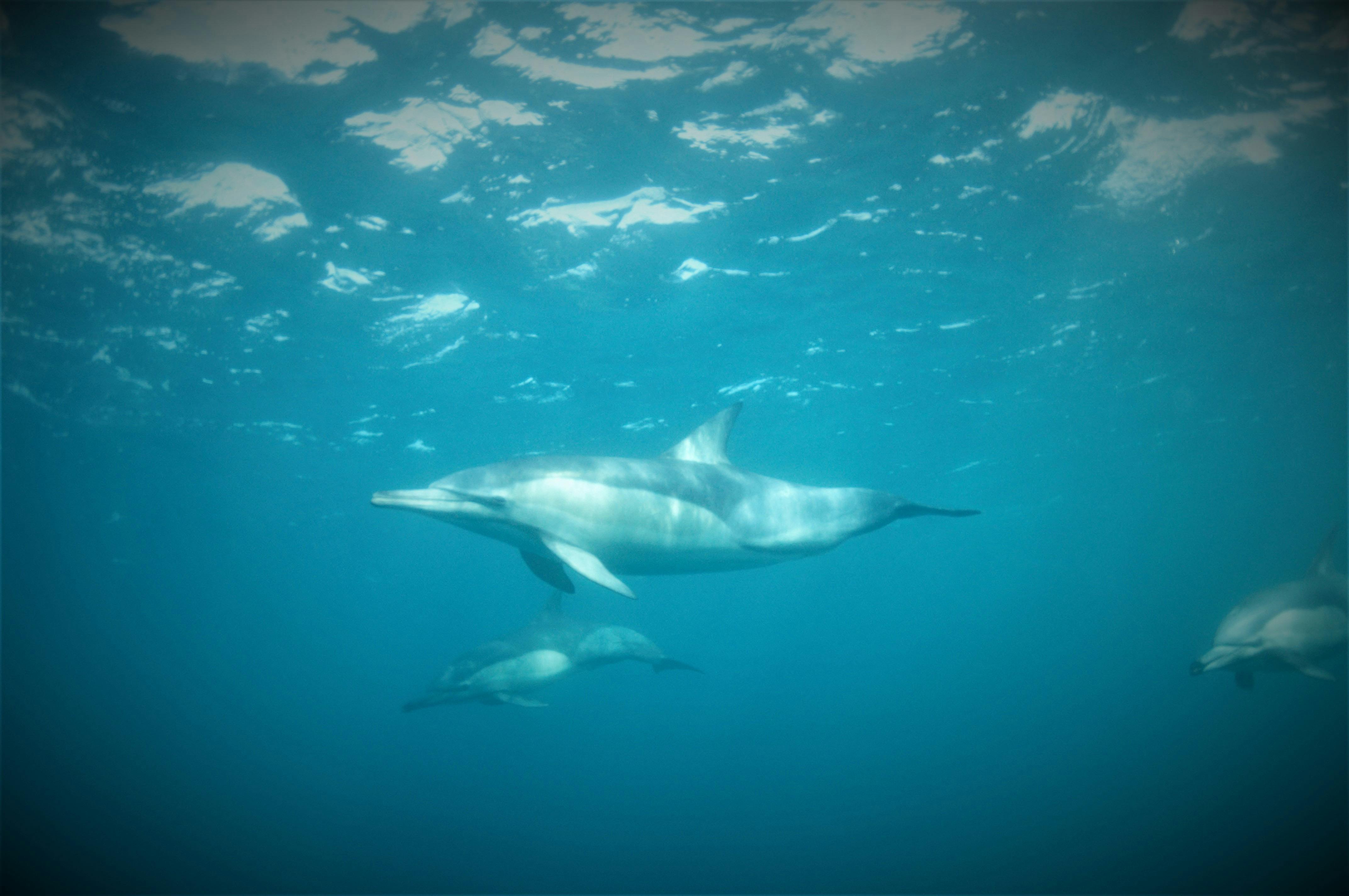 swimming with dolphins