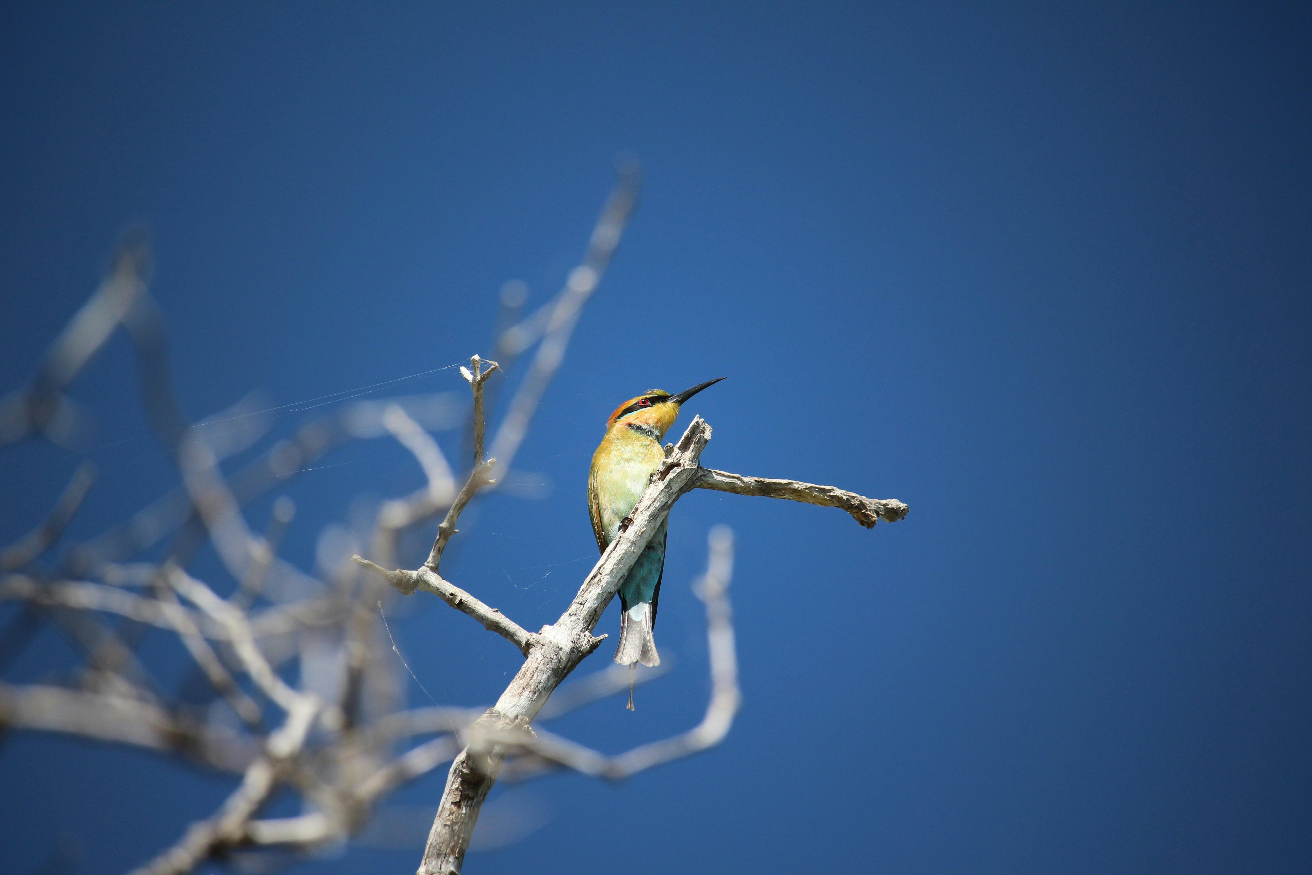 rainbow bee eater