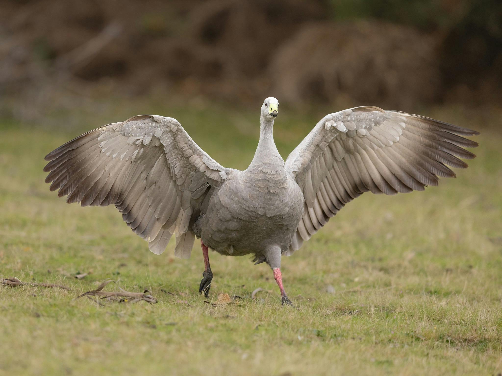 A Cape Barren Goose on the run with wings spread out.