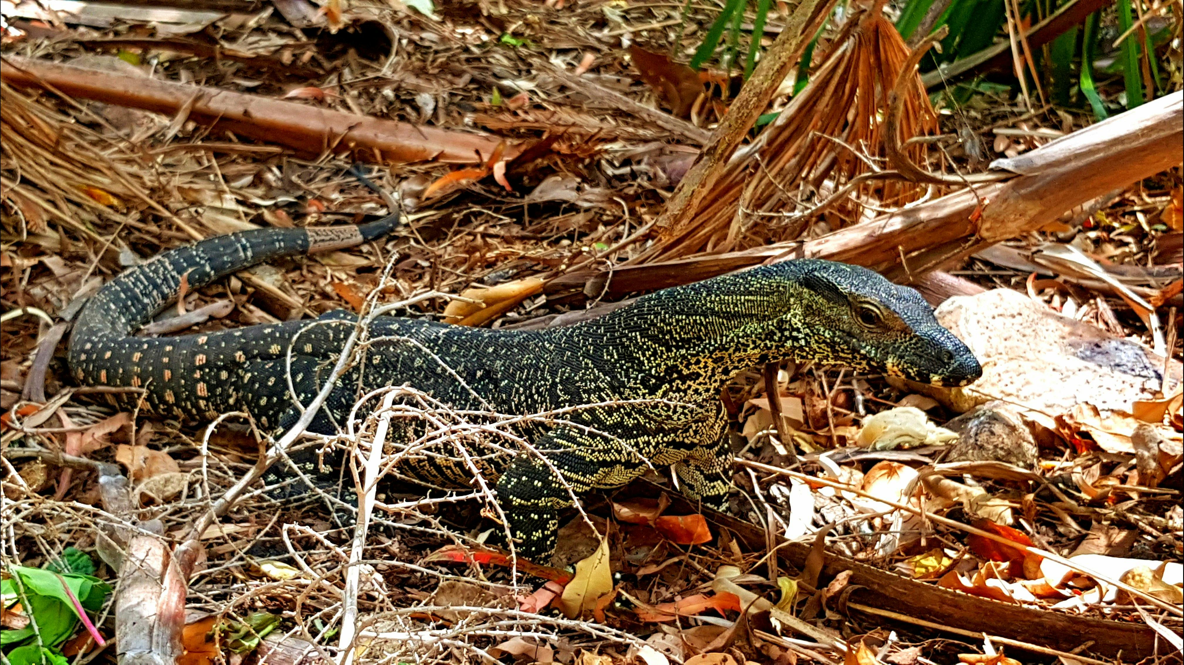 Goannas are one of the many native species we will observe while tour through the Conway Ranges.