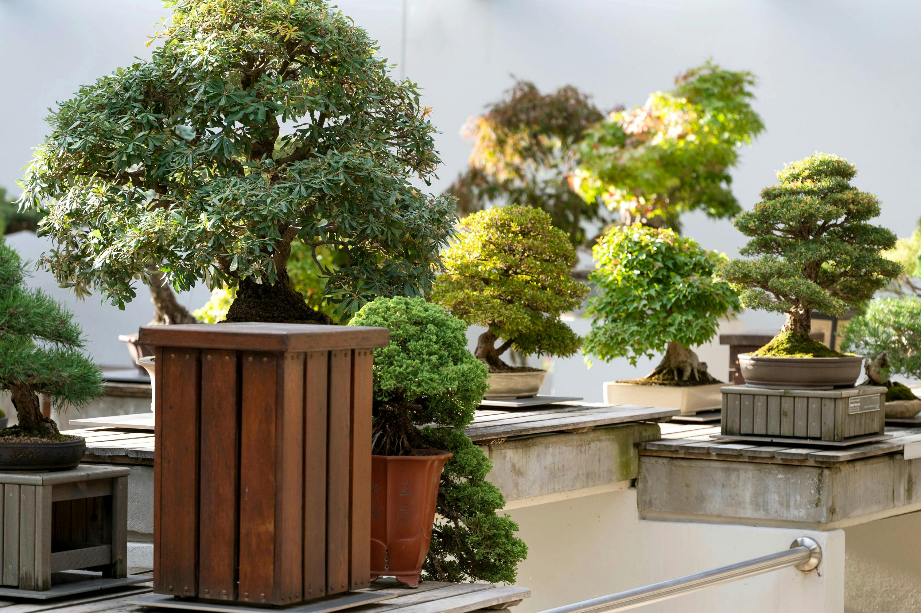 Display of various bonsai plants