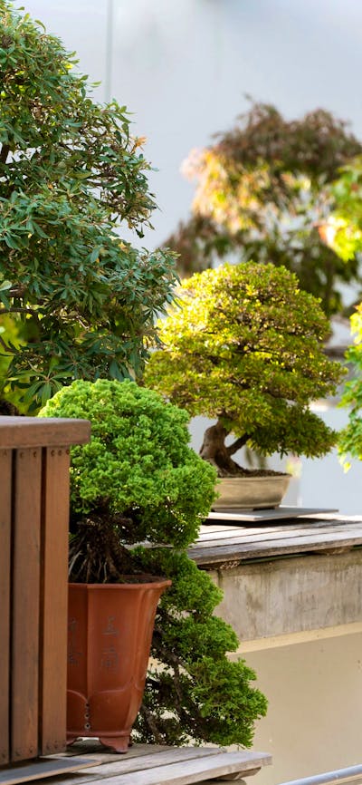 Display of various bonsai plants