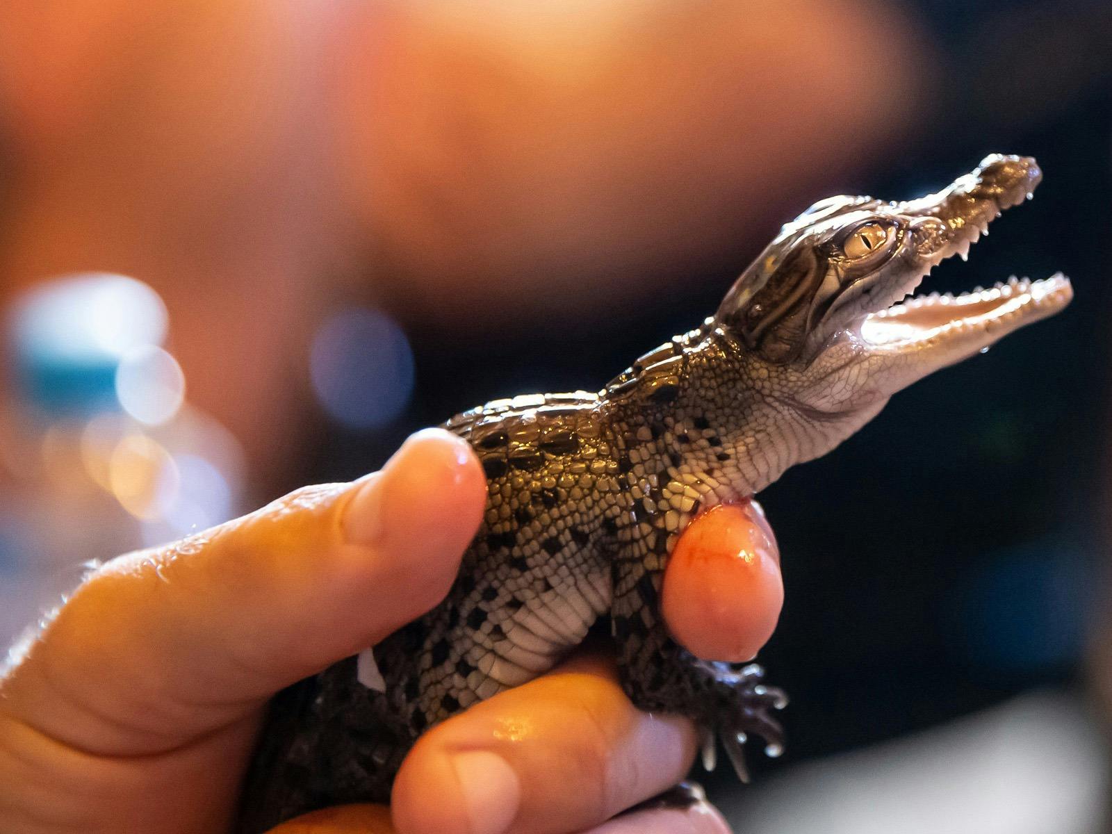 Koorana Crocodile Farm