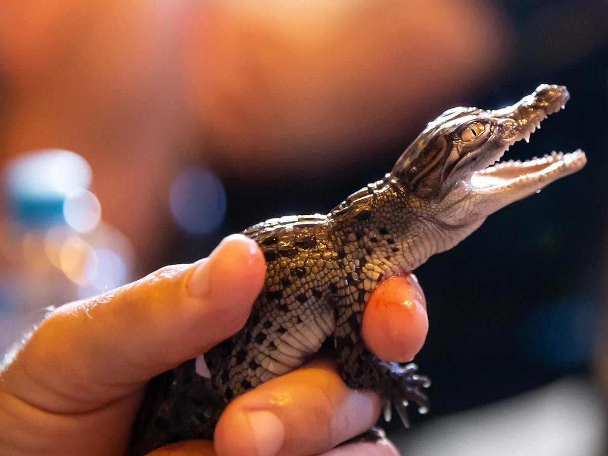 Koorana Crocodile Farm