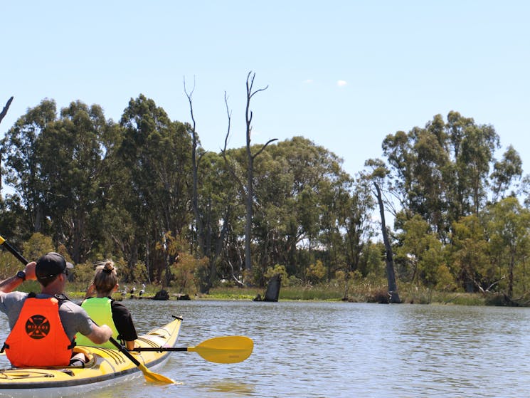 A couple kayaking on Cohuna Lagoon with pelicans sitting on a log in the background