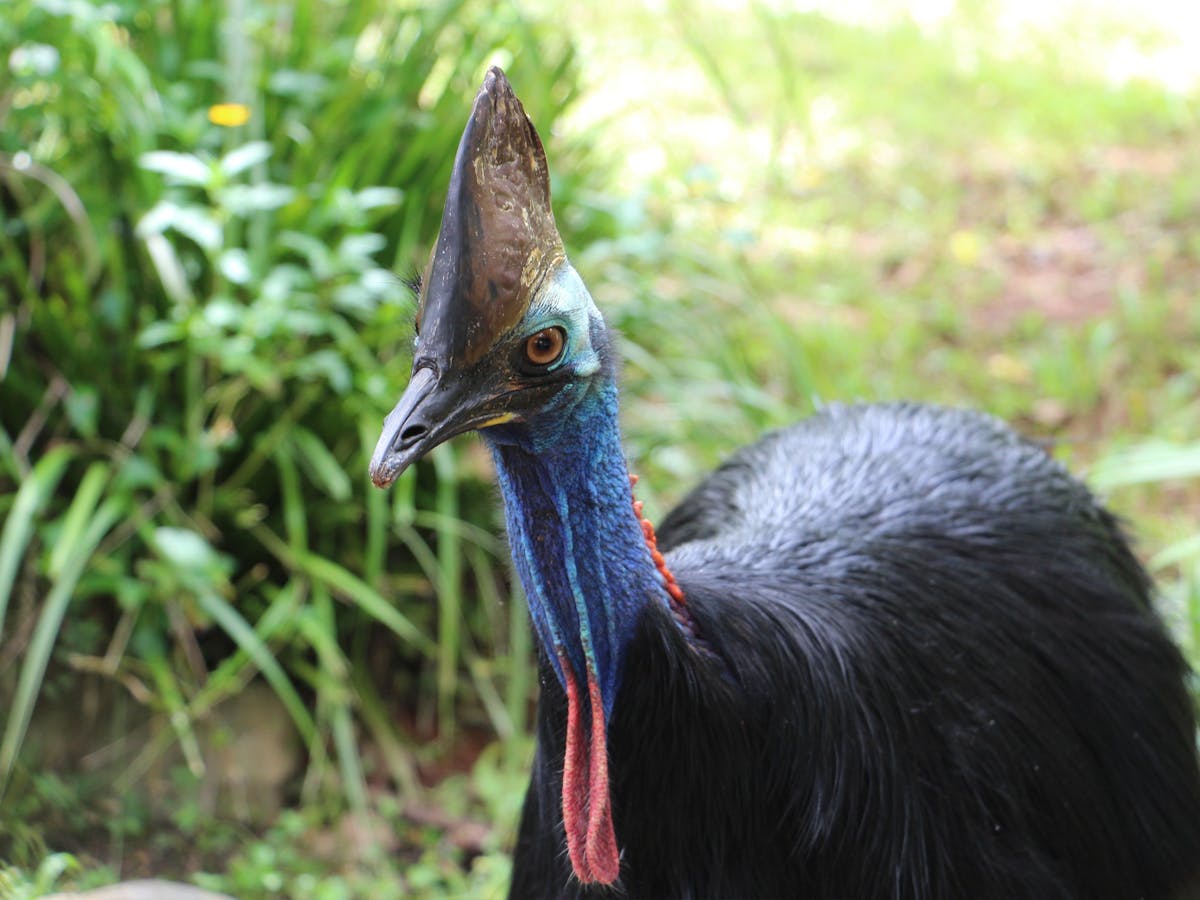 Cassowary at rainforestation nature parks koala and wildlife park