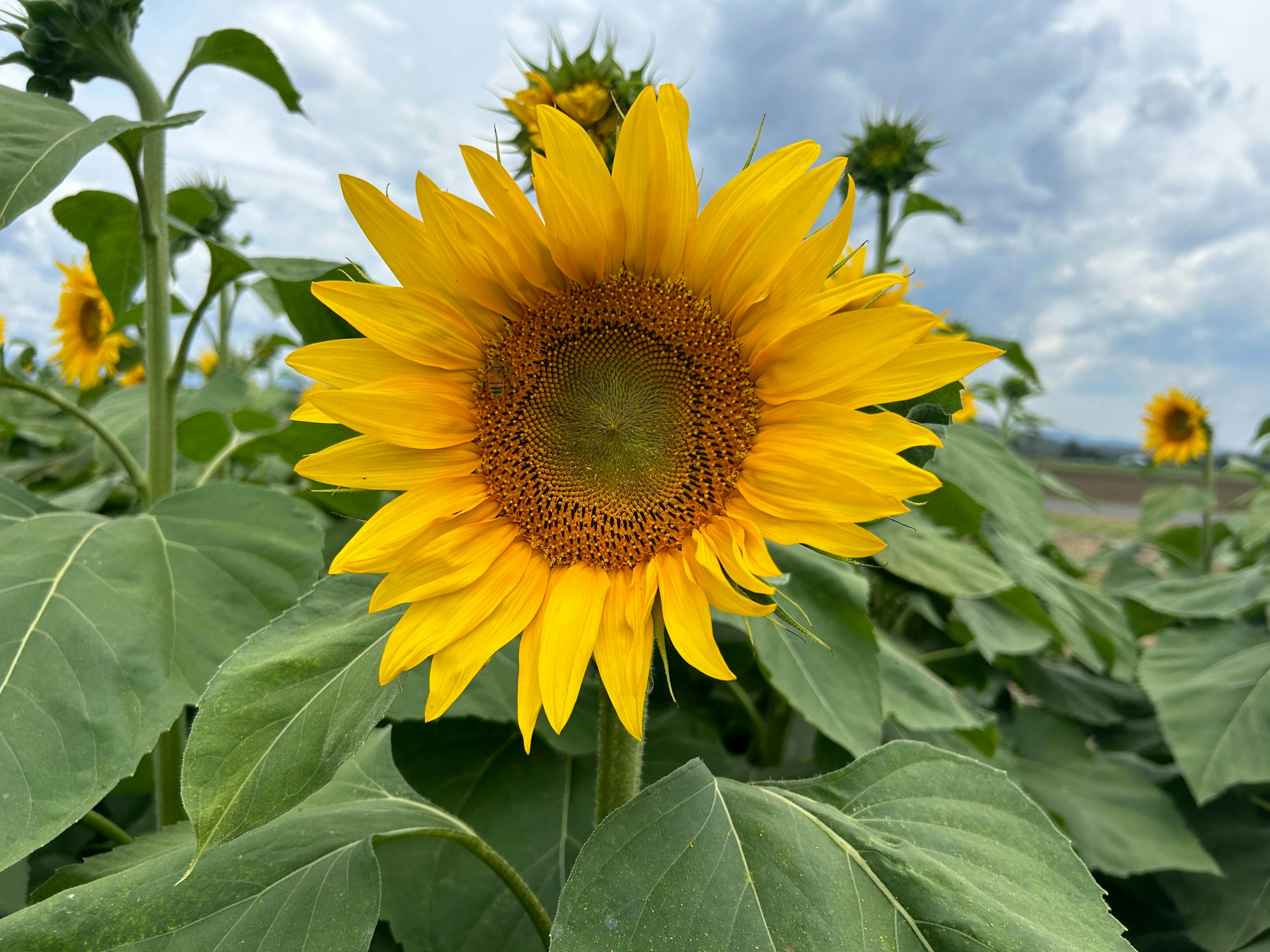 Sunflowers On Kents