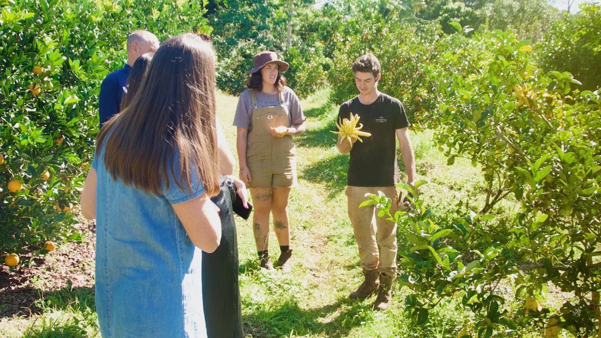 Creative Tours Sunshine Coast - Learn from local farmers about our local produce