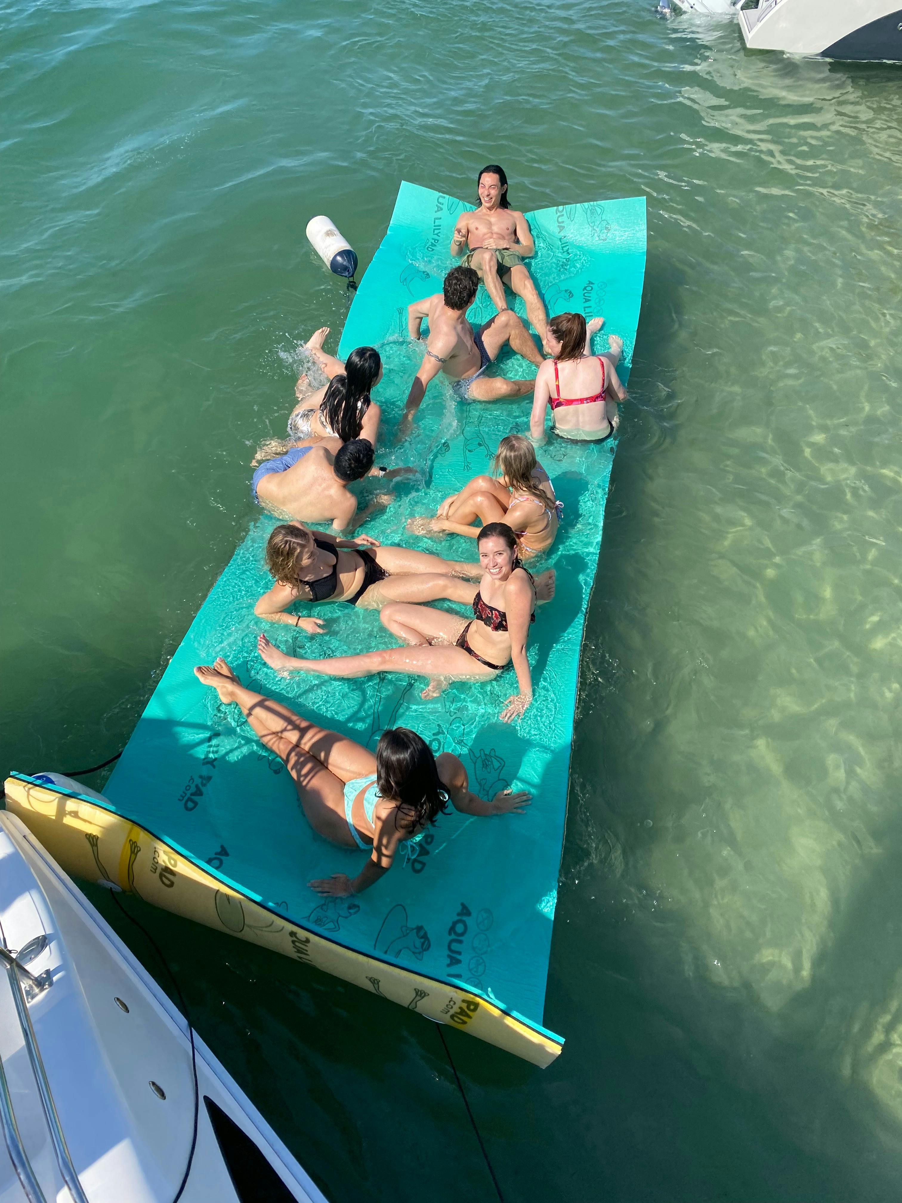 Lilly-Pad on the Horizon Cat