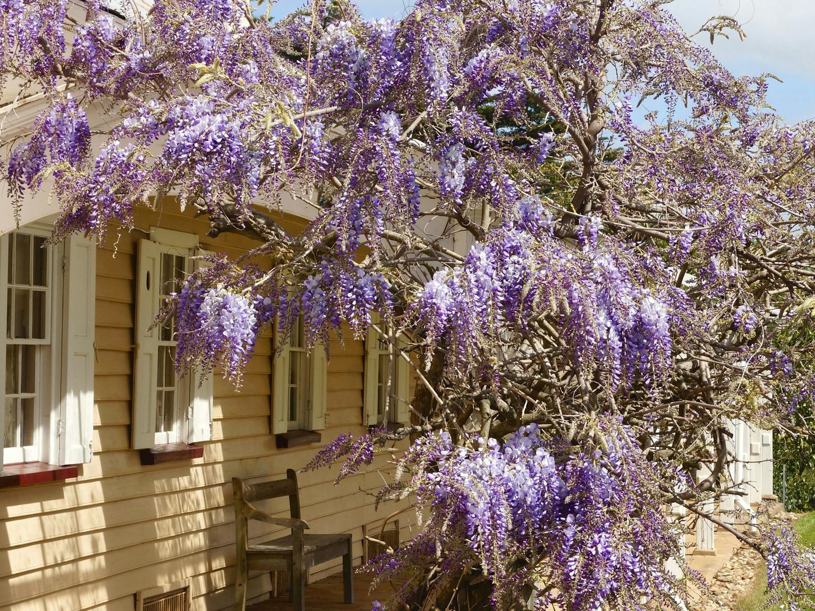 Homestead with purple flowers over it