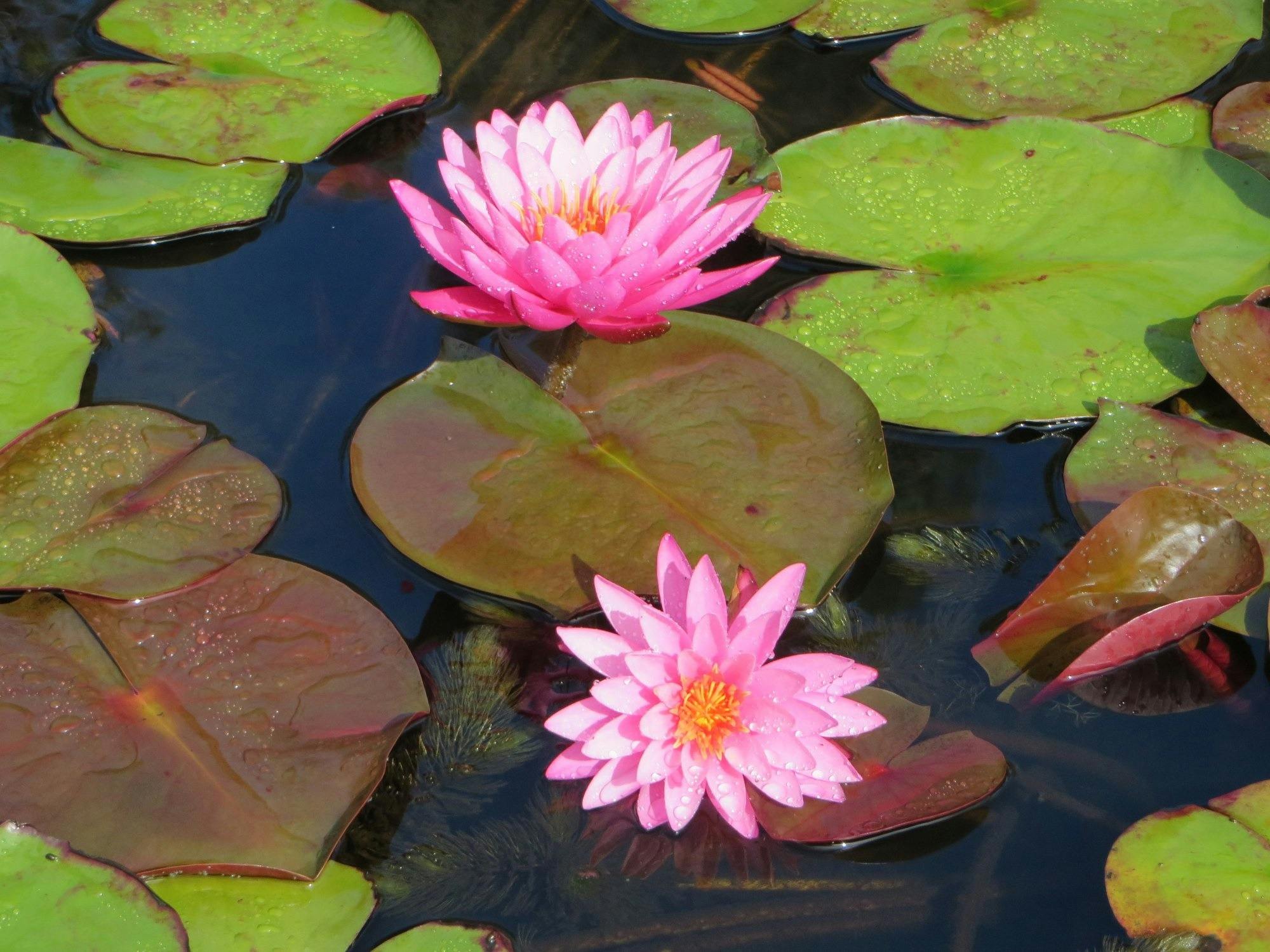 월리스 크릭 워터 가든