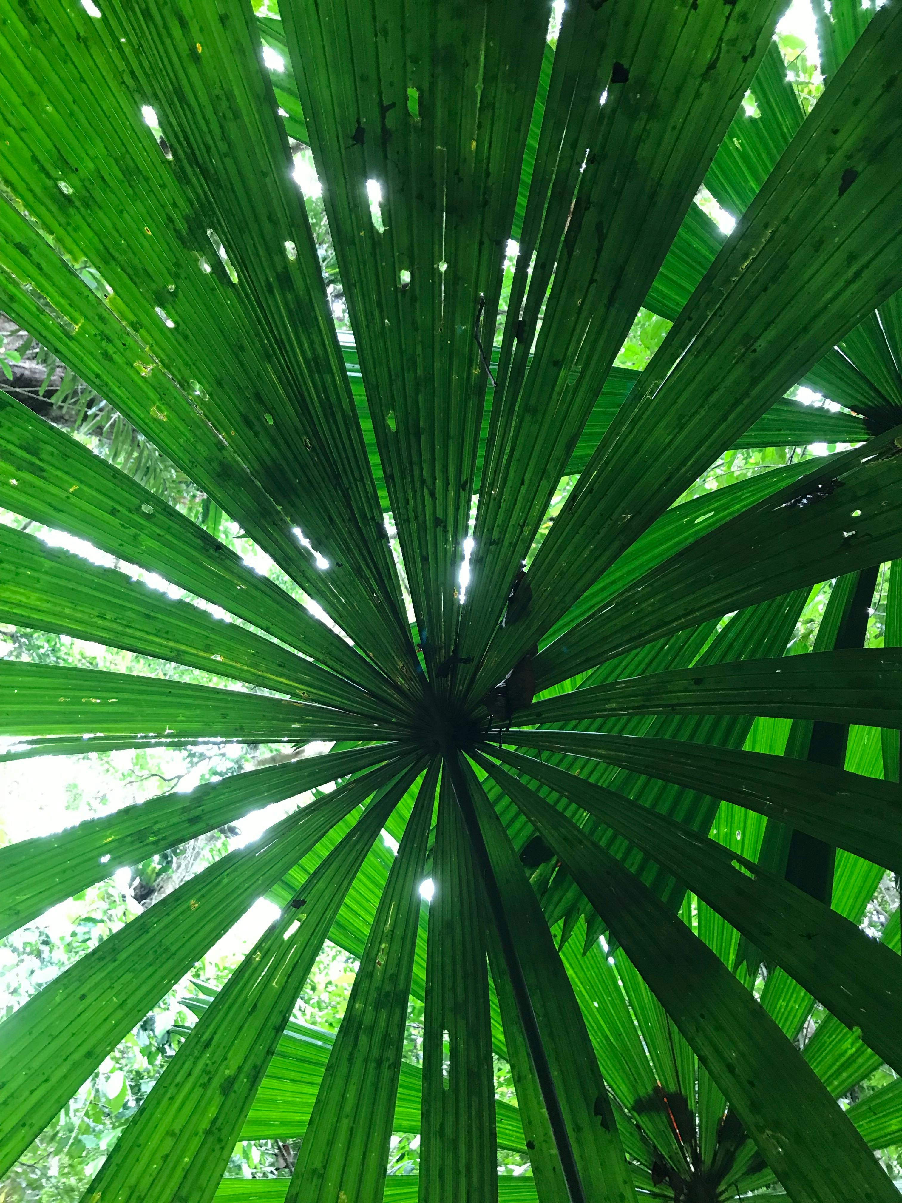 Rainforest Connections Walk