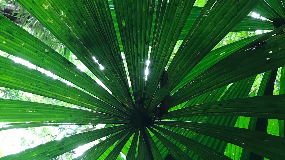 Light shining through green, circular fan palm leaf