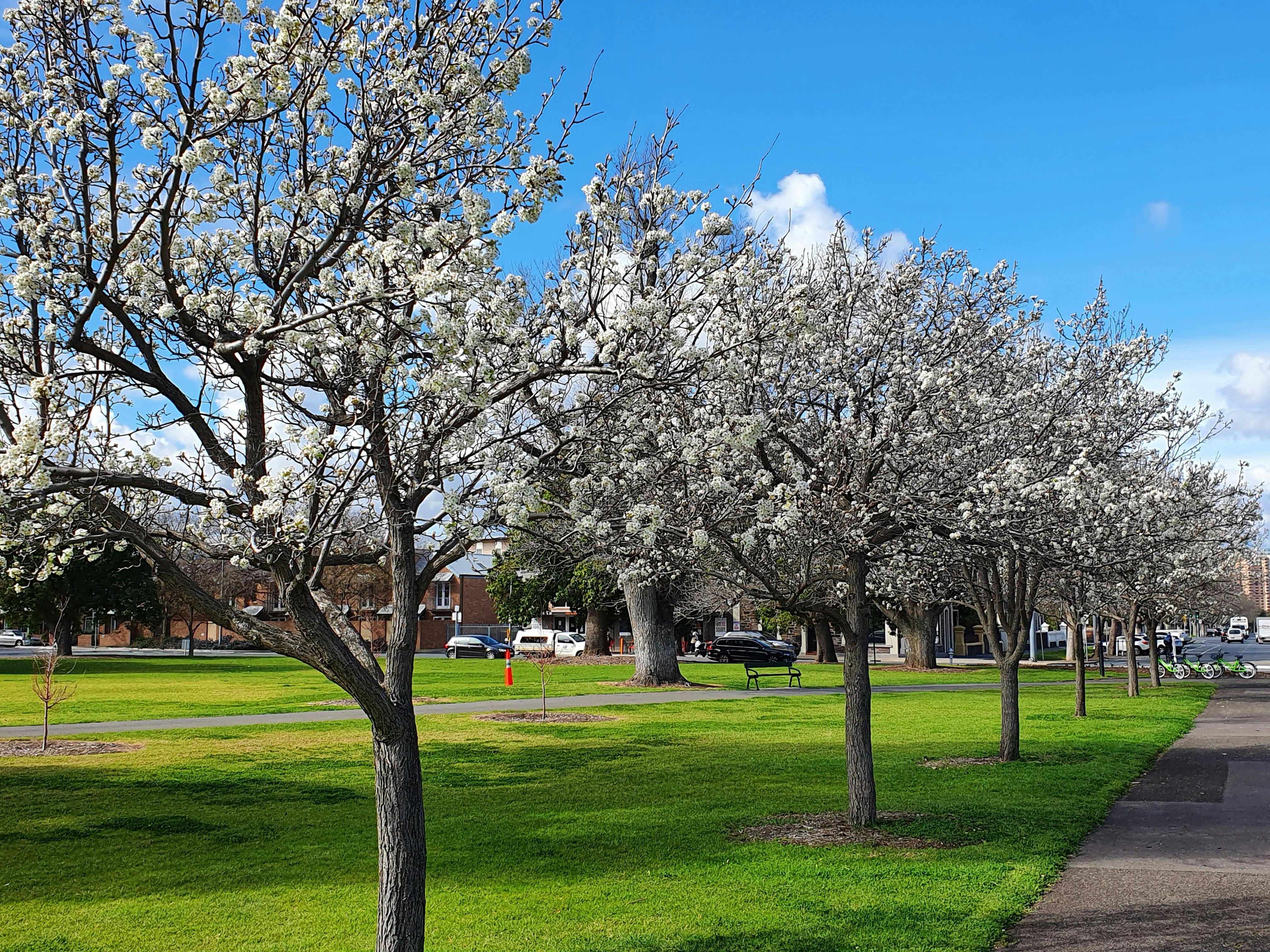 Wellington Square North Adelaide