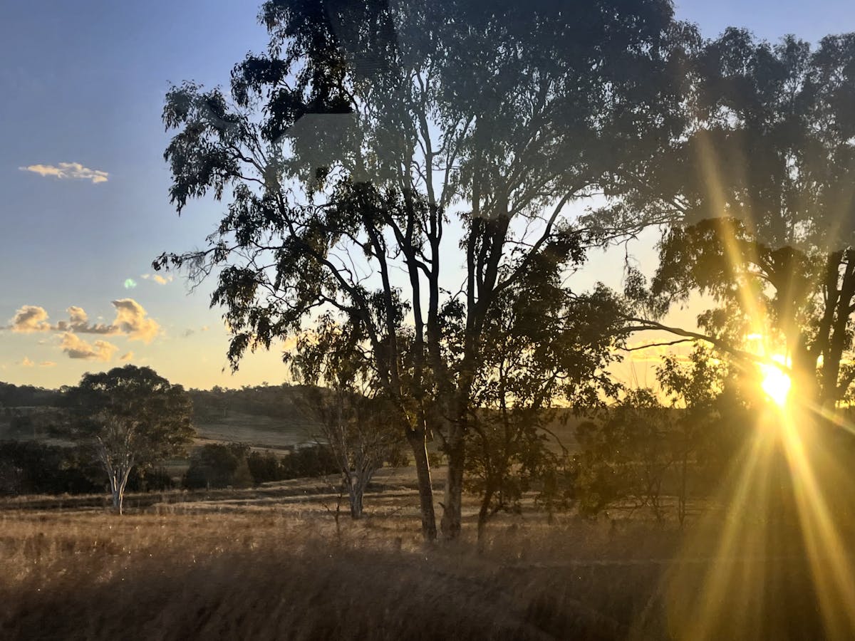 the sun is shining through a tree in the foreground, there are hills and trees in the background