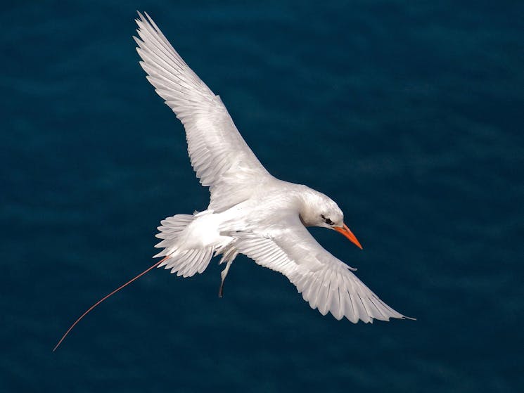 Red tailed tropic bird