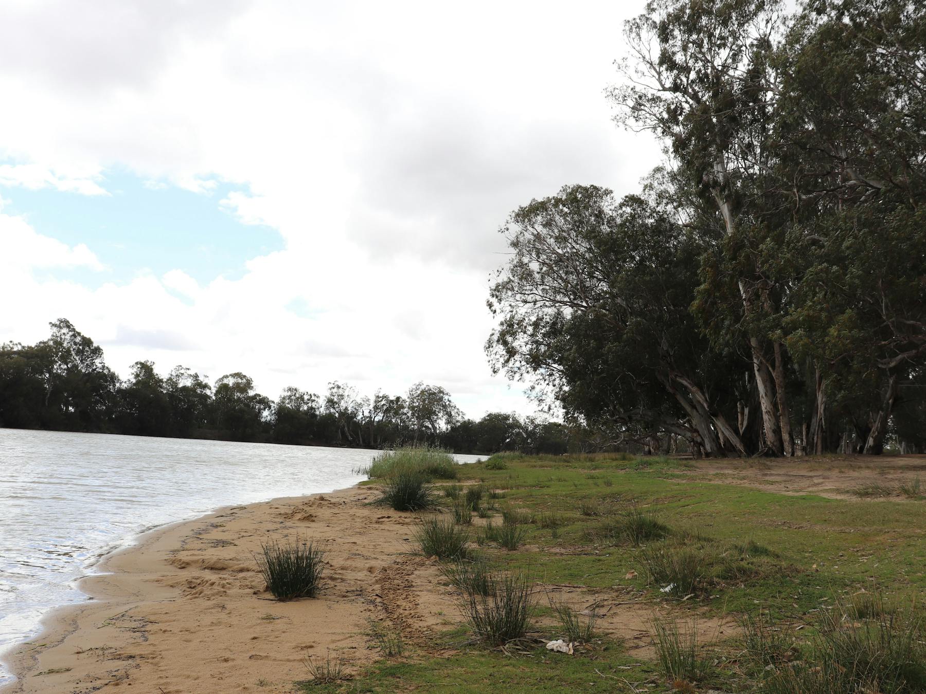 The riverfront is dotted with large shady gums, making it a popular swimming spot.