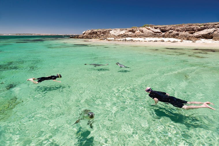Baird Bay Ocean Eco Experience Dolphin and Sea Lion Swim