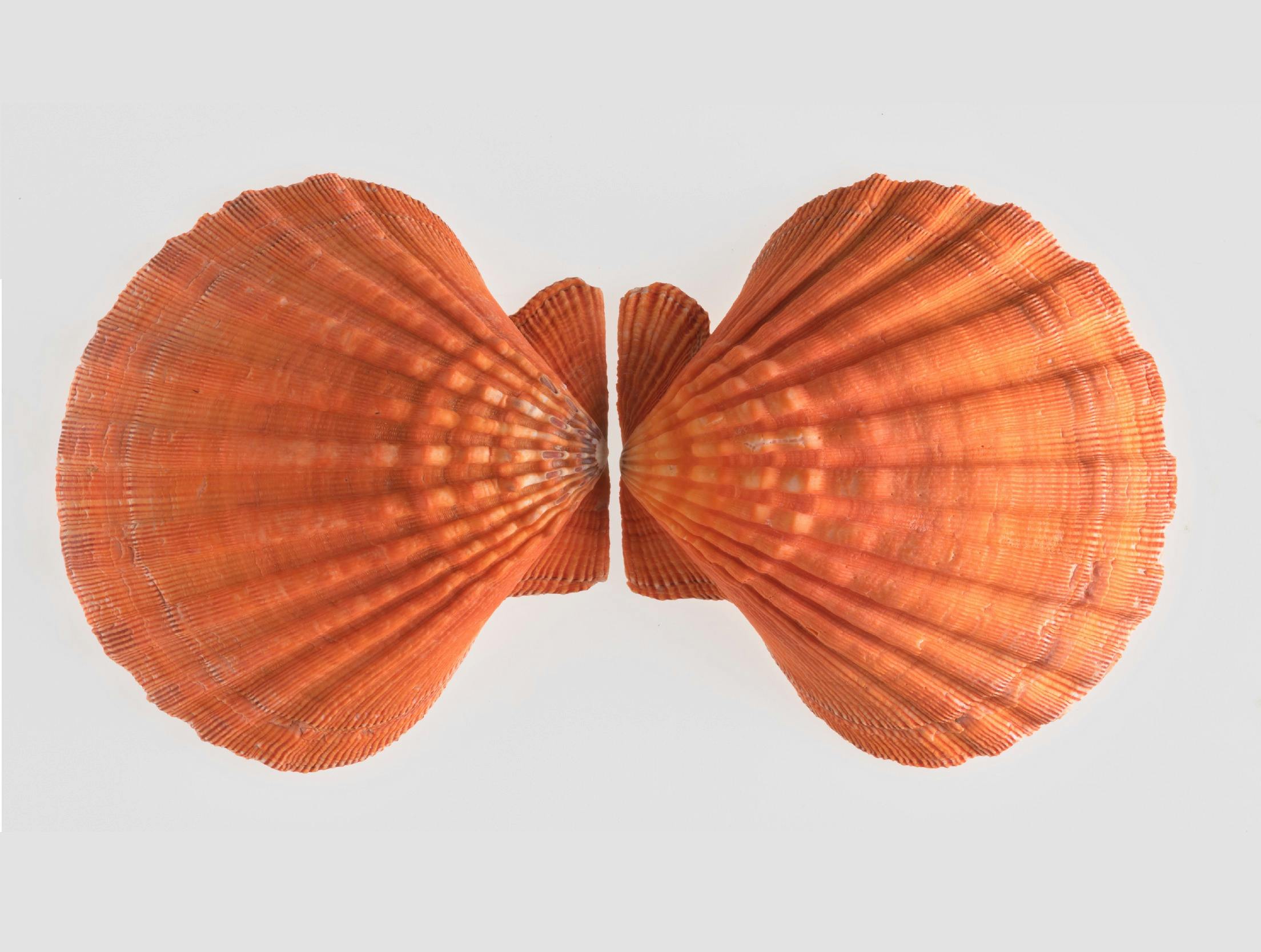 Lion's Paw Scallop, Nodipecten nodosus