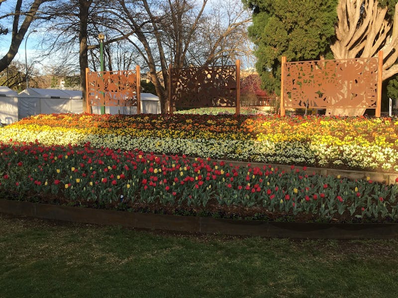 tulip time festival sydney