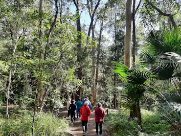 People walking in pairs in the Australian bush, open eucalypt forest path, subtropical rainforest People walking in pairs in the Australian bush, open eucalypt forest path, subtropical rainforest