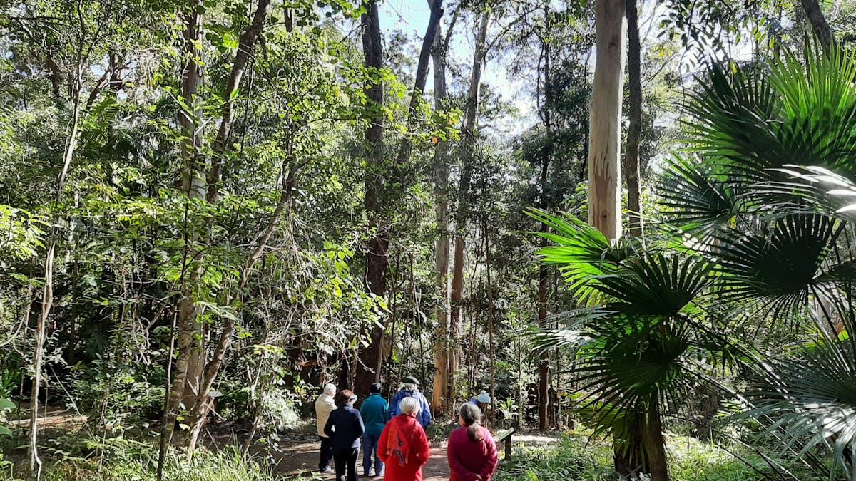 People walking in pairs in the Australian bush, open eucalypt forest path, subtropical rainforest
