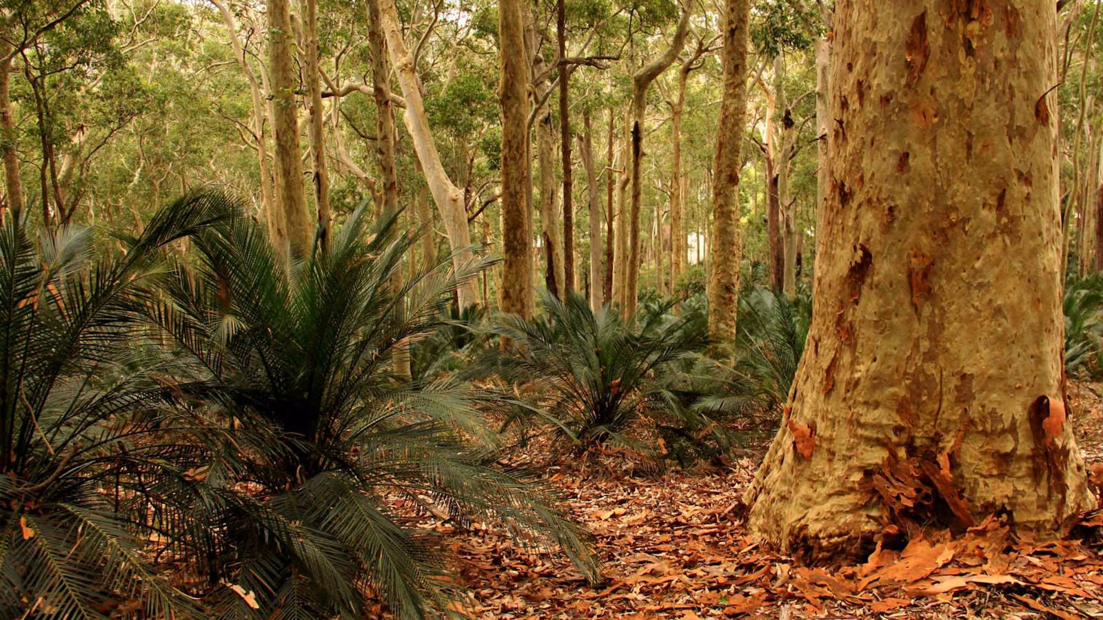 Burrawang Walking Track