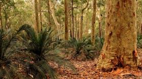 Burrawang Walking Track