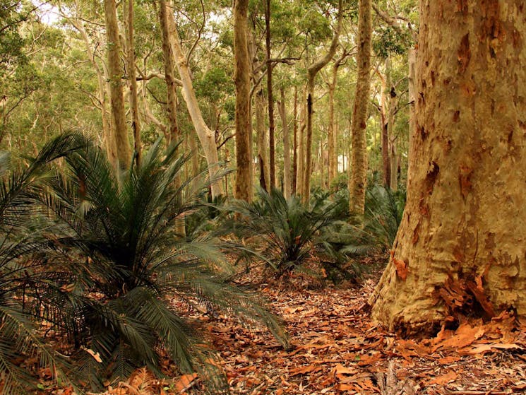 Burrawangs in Murramarang National Park. Photo: John Yurasek