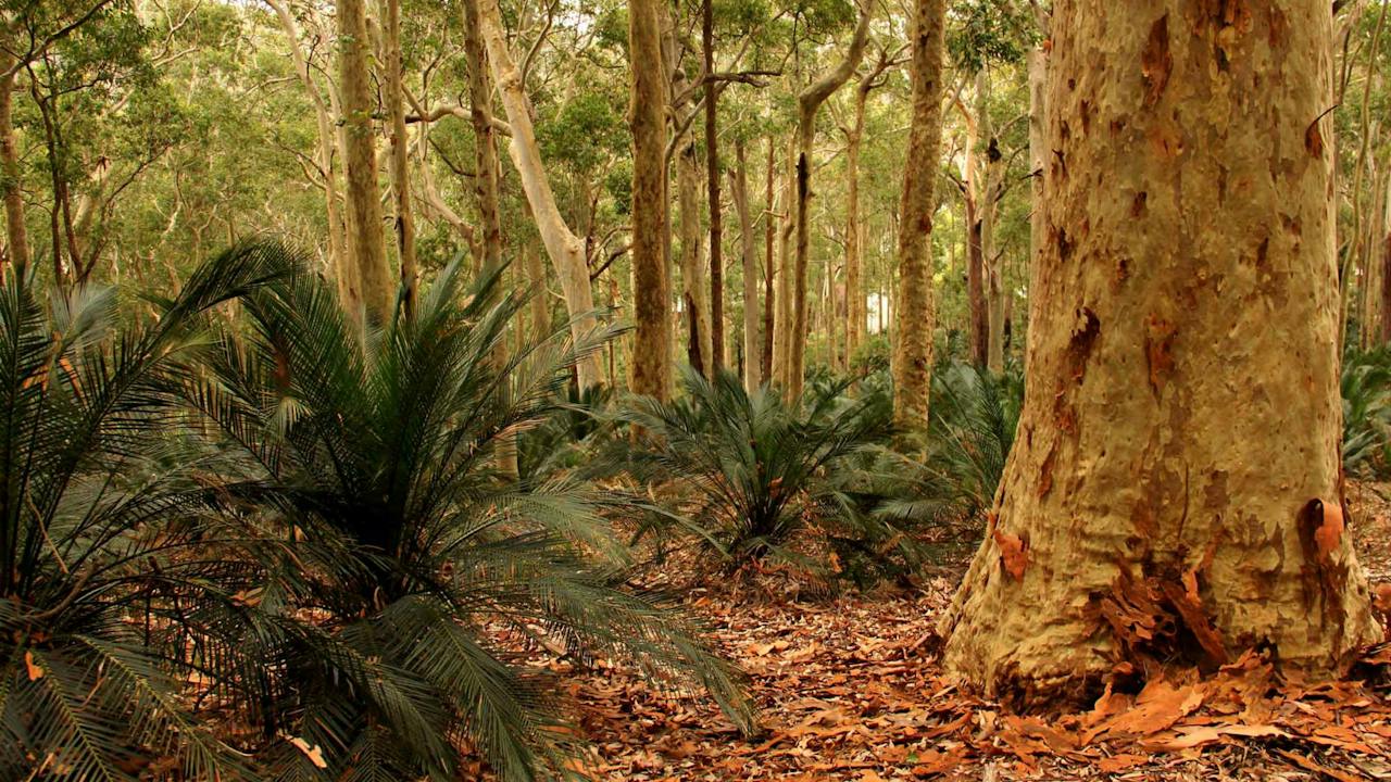 Burrawang Walking Track