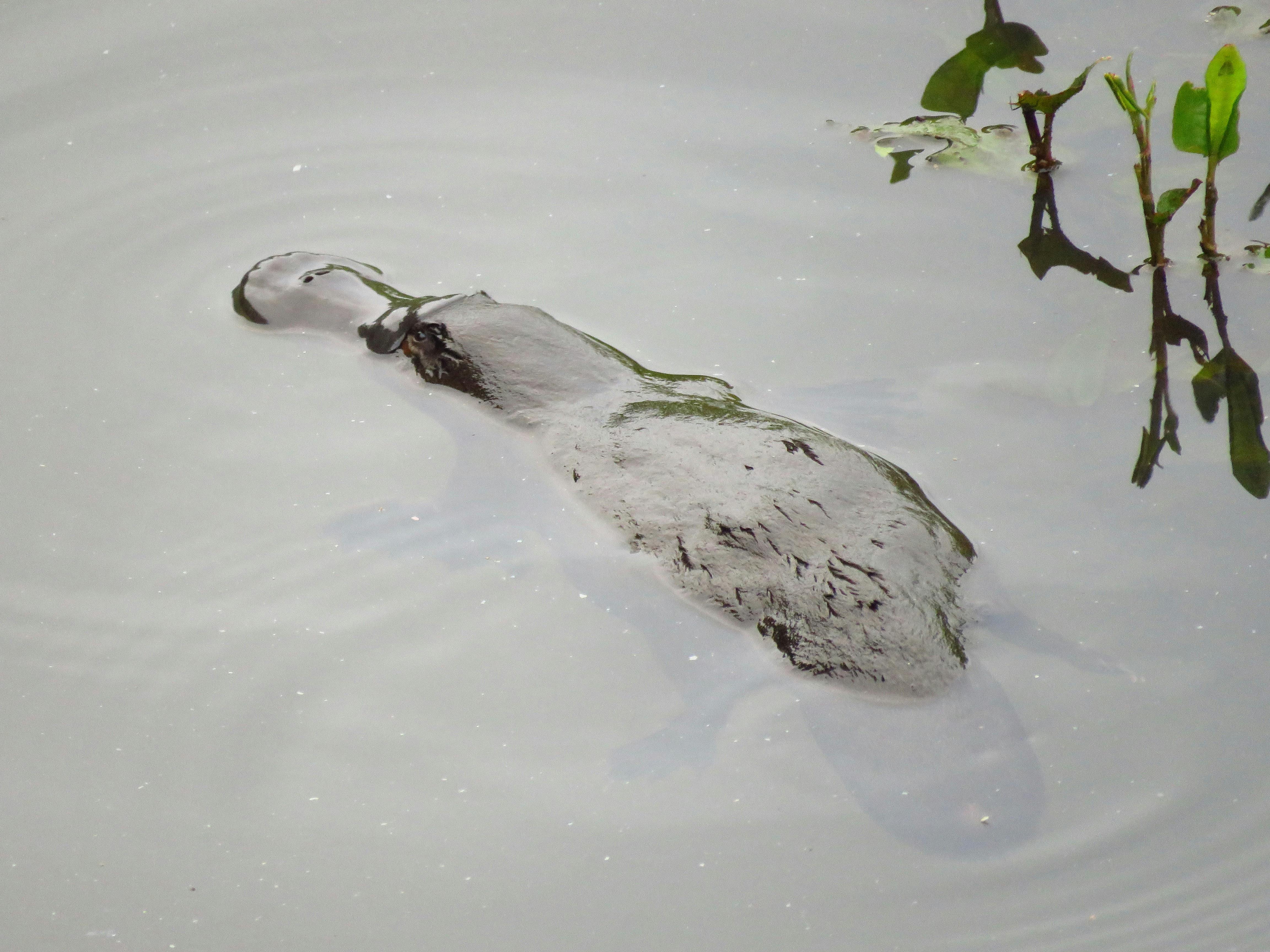 Platypus floating on the surface