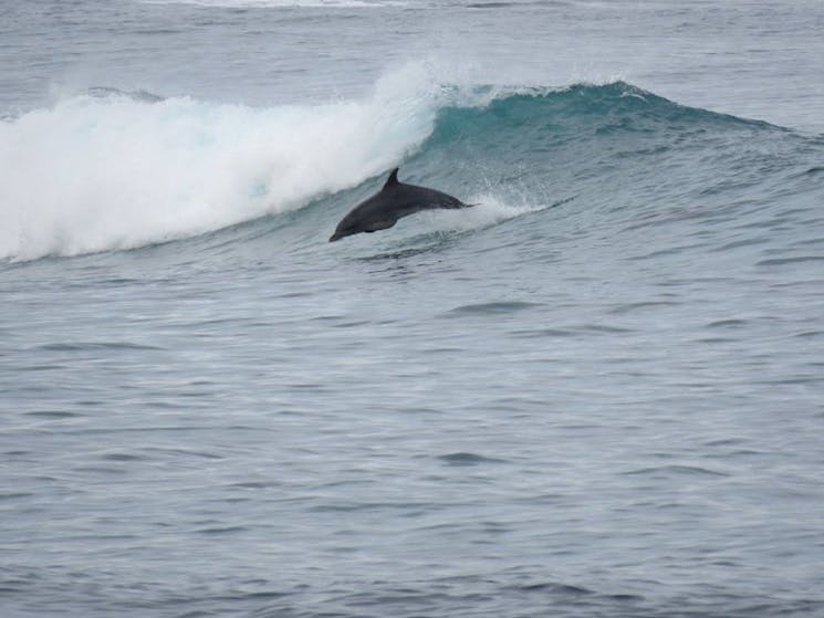 Dolphin in ocean