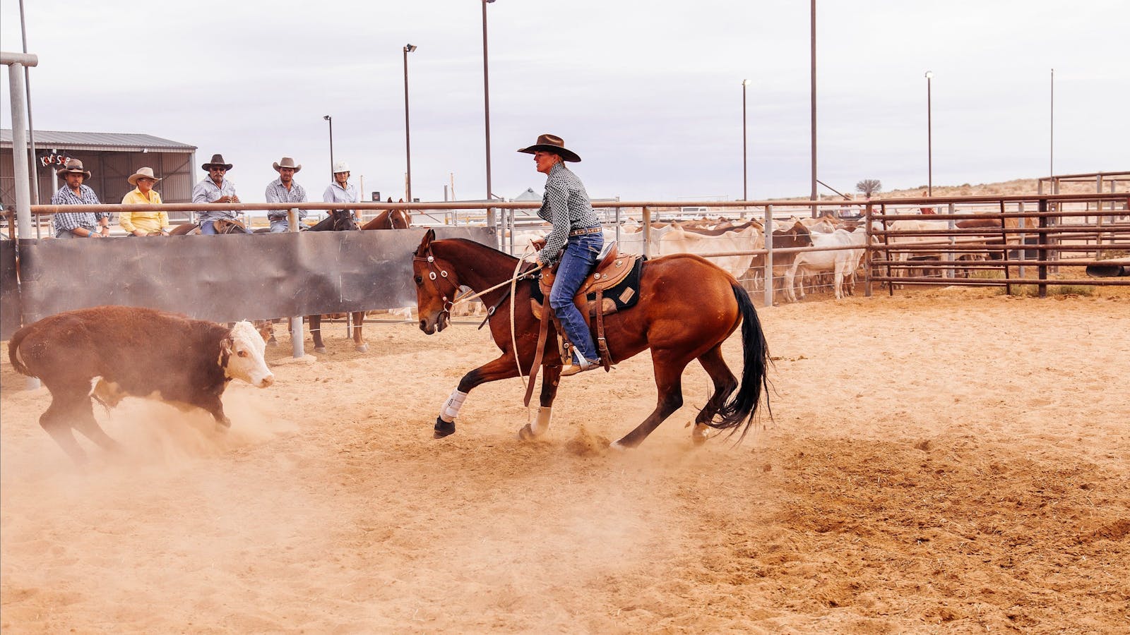 Birdsville Campdraft,  Rodeo and Bronco Branding