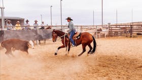 Birdsville Campdraft,  Rodeo and Bronco Branding