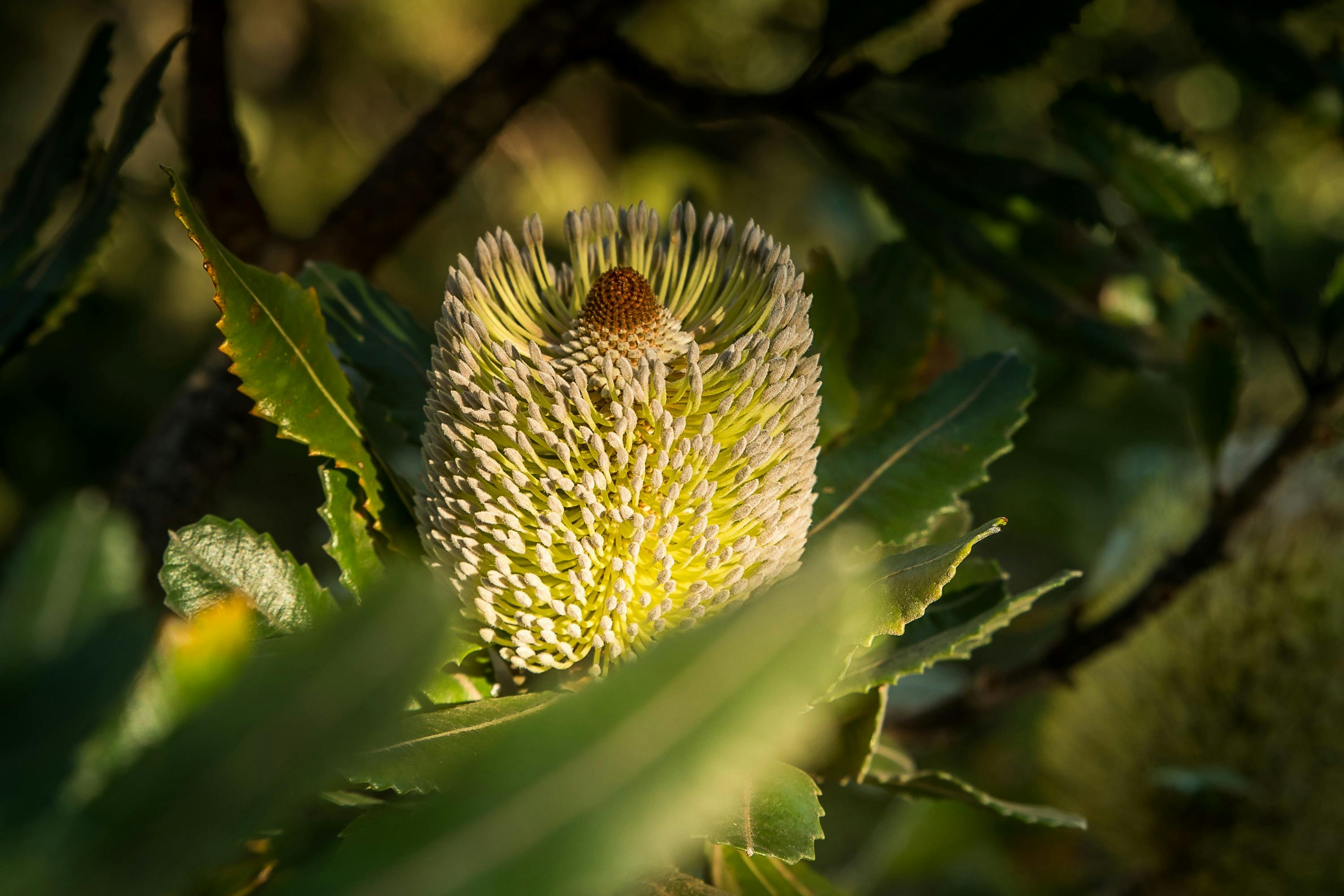 Banksia flower in the sunlight glow