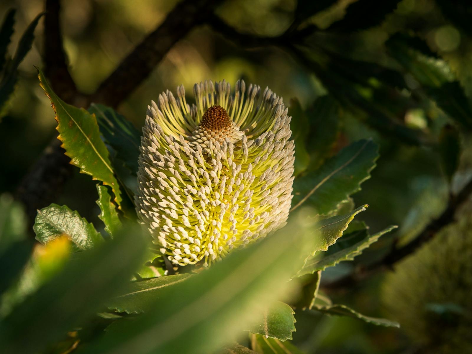 Banksia flower in the sunlight glow