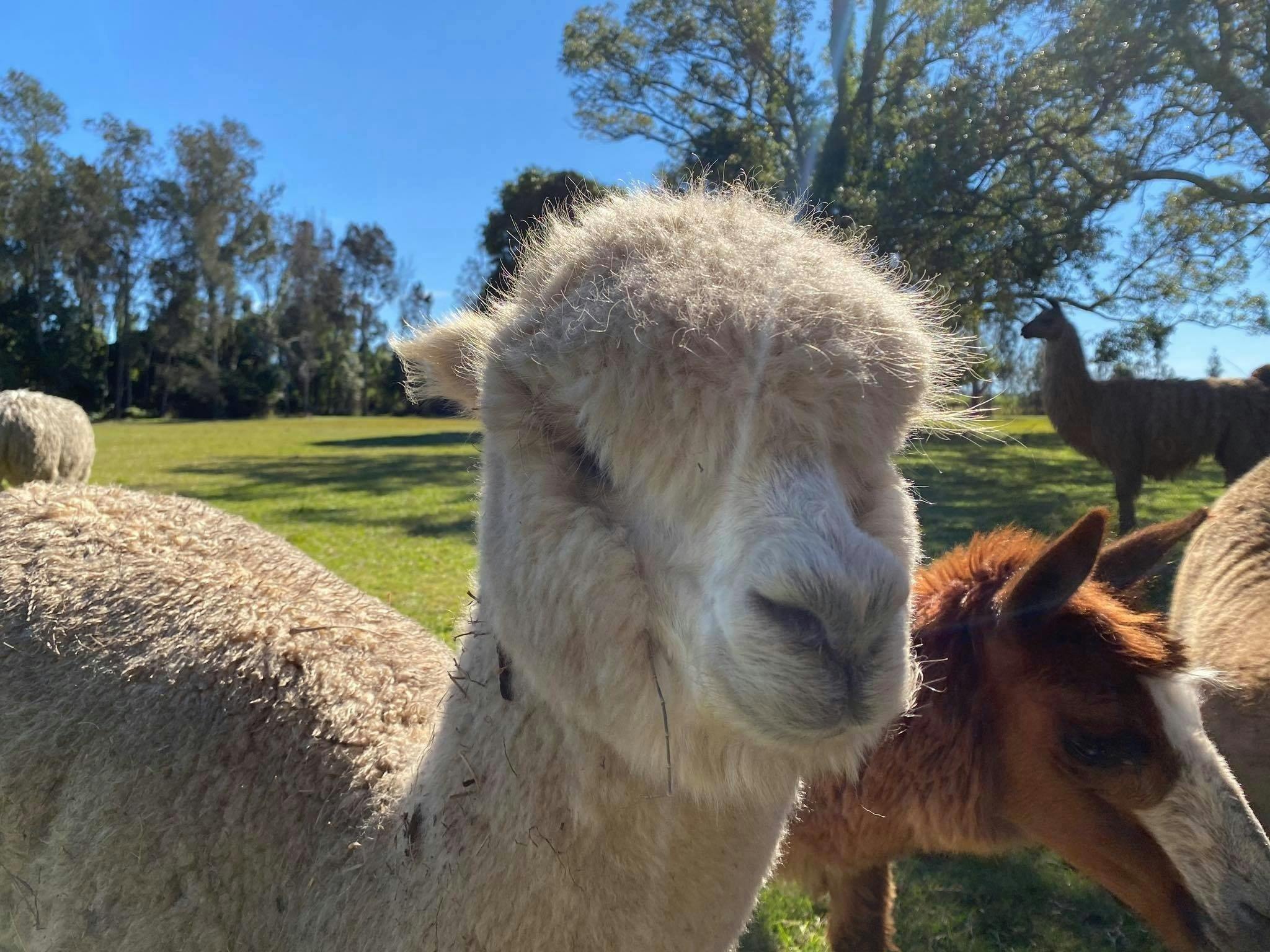 Alpaca