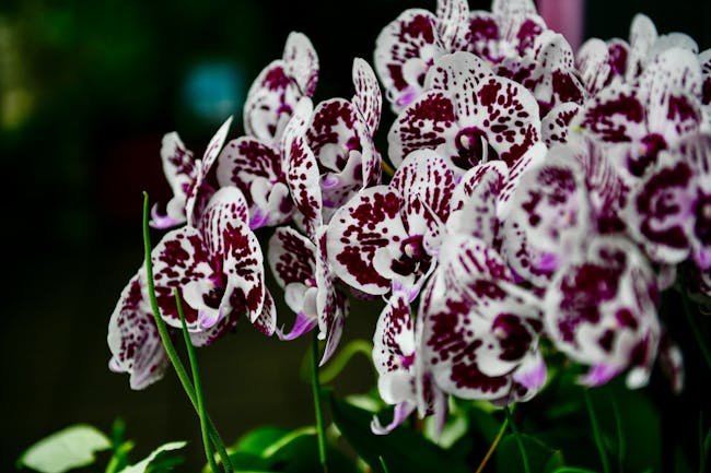 Annual Spring Orchid Show in Wagga Wagga