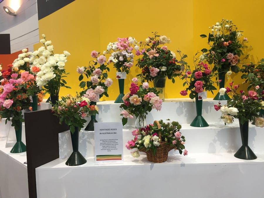 Show Roses Bench