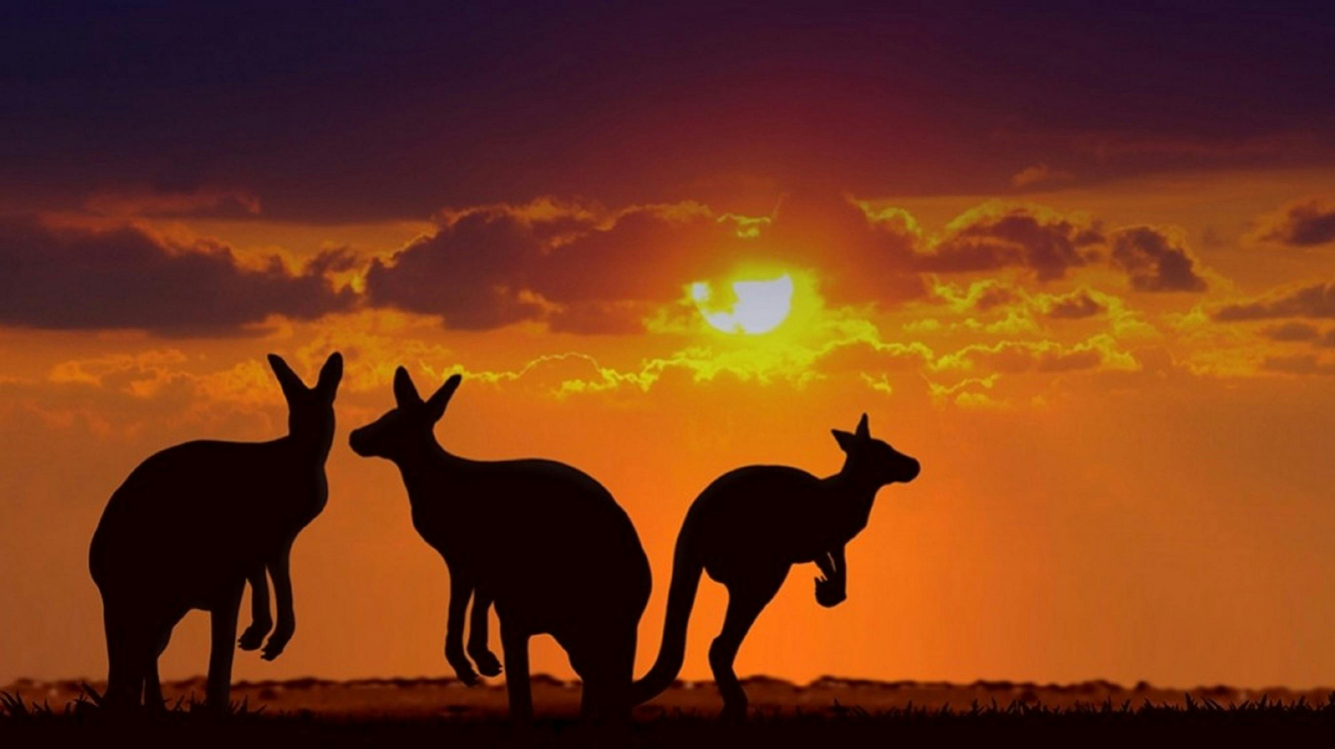 Australia By Air Outback Air Tours - Kängurus im Sonnenuntergang