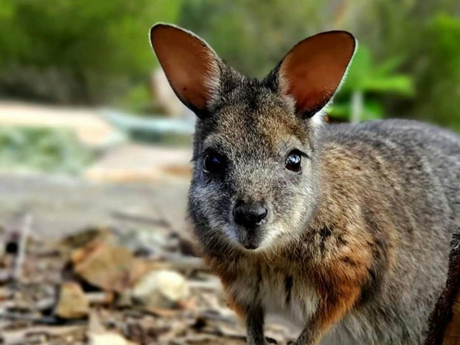 ローターワンで野生動物を巡るヘリアドベンチャー
