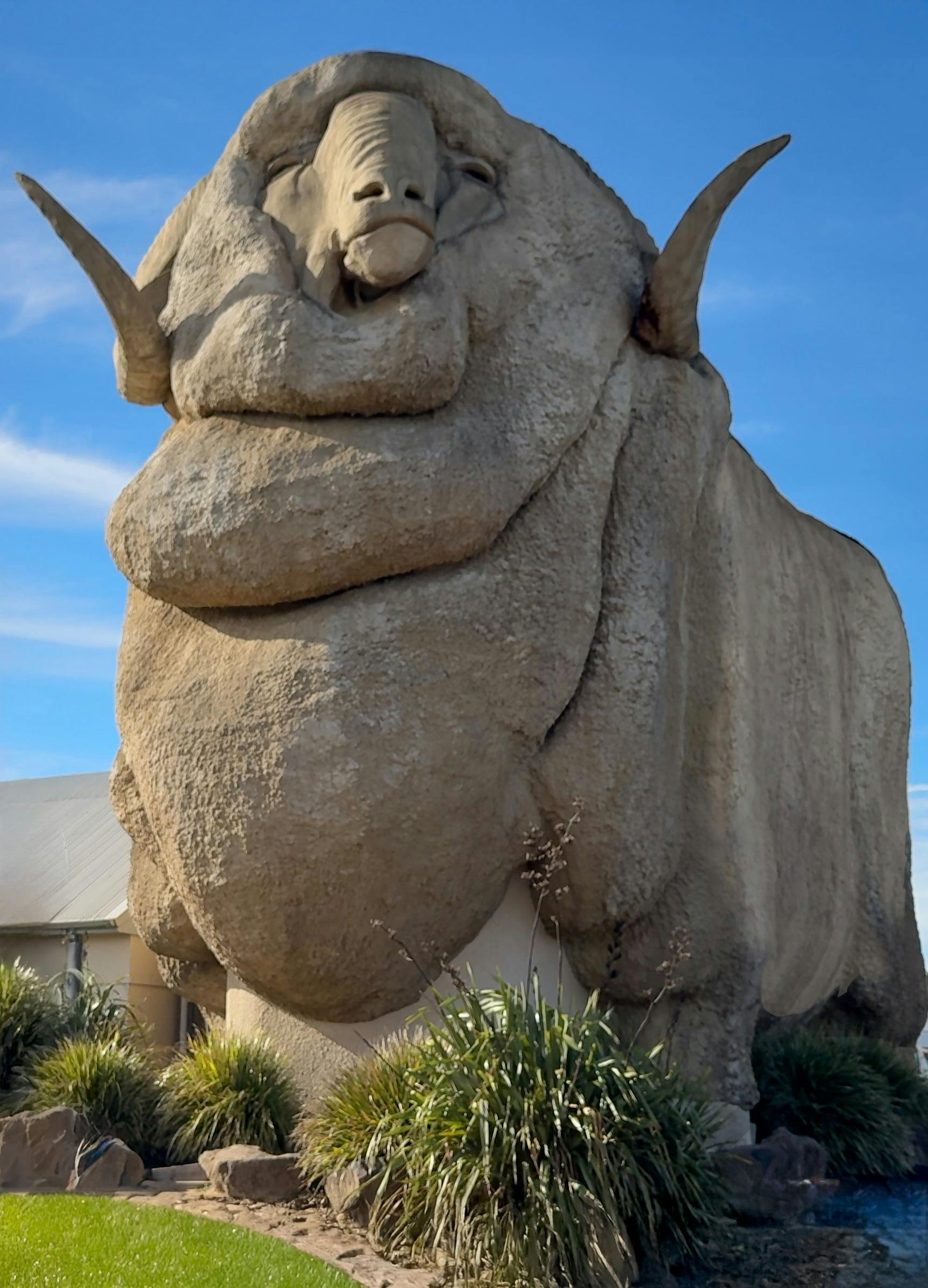 Großer Merino