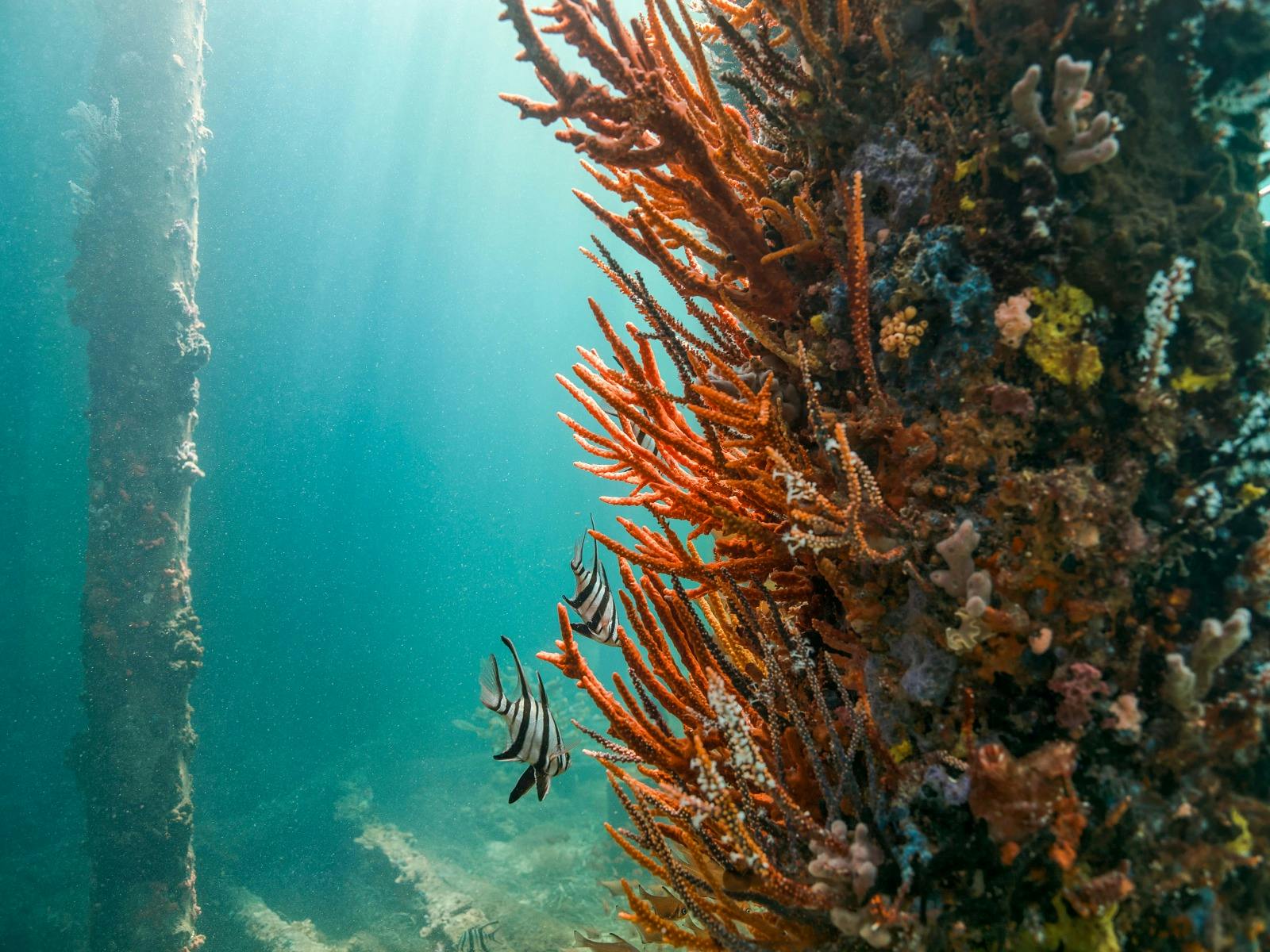 Underwater Observatory Tour